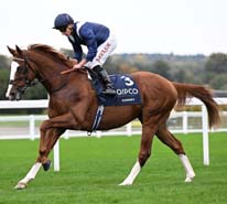 Economics Joins Territories at Poonawalla Stud